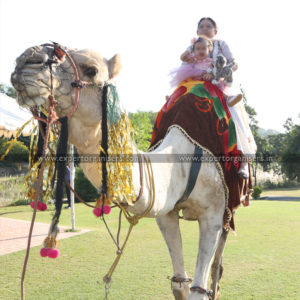 Camel Ride for Kids Birthdays Parties